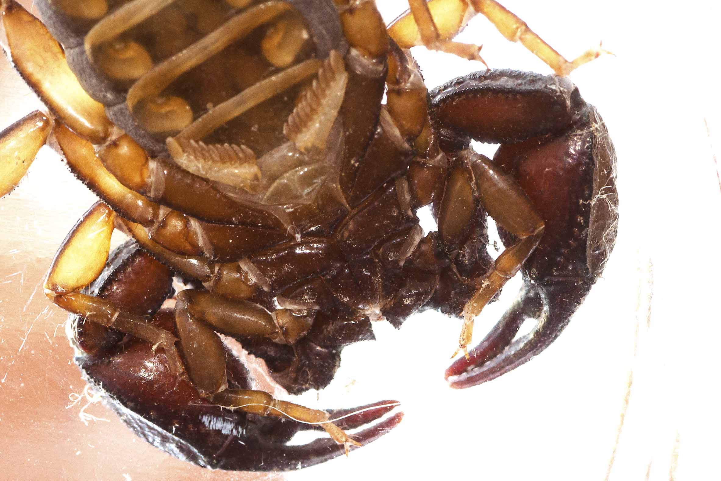 Euscorpius italicus